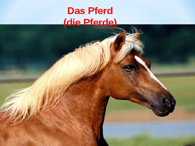 Das Pferd  (die Pferde)   