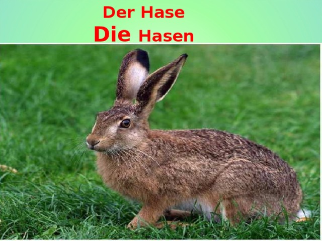 Der Hase  Die Hasen 