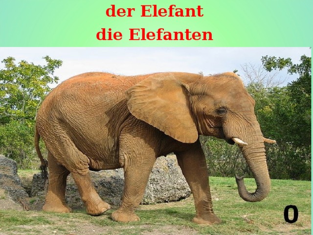 der Elefant die Elefanten  