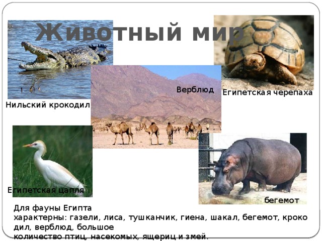 Животный мир Верблюд Египетская черепаха Нильский крокодил Египетская цапля бегемот Для фауны Египта характерны: газели, лиса, тушканчик, гиена, шакал, бегемот, крокодил, верблюд, большое количество птиц, насекомых, ящериц и змей. 