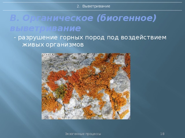 2. Выветривание В. Органическое (биогенное) выветривание - разрушение горных пород под воздействием живых организмов Экзогенные процессы 17 