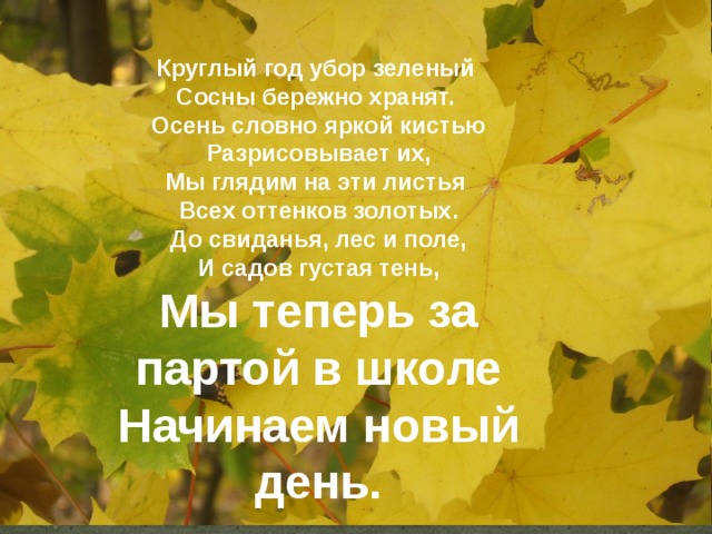  Круглый год убор зеленый Сосны бережно хранят. Осень словно яркой кистью Разрисовывает их, Мы глядим на эти листья Всех оттенков золотых. До свиданья, лес и поле, И садов густая тень, Мы теперь за партой в школе Начинаем новый день. 