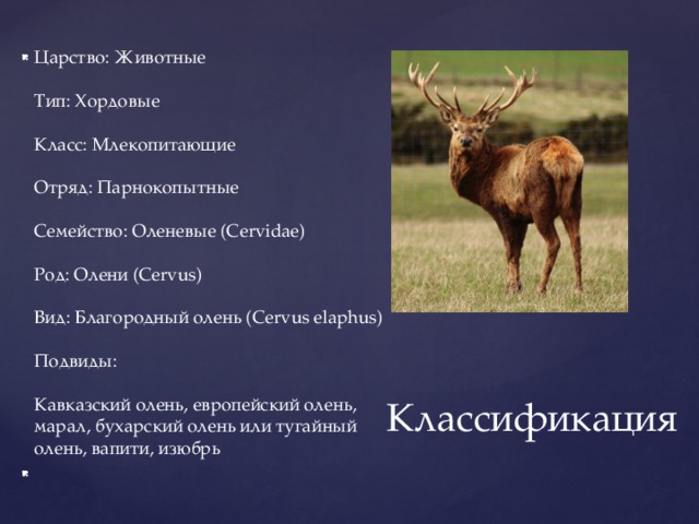 Царство: Животные   Тип: Хордовые   Класс: Млекопитающие   Отряд: Парнокопытные   Семейство: Оленевые (Cervidae)   Род: Олени (Cervus)   Вид: Благородный олень (Cervus elaphus)   Подвиды:   Кавказский олень, европейский олень, марал, бухарский олень или тугайный олень, вапити, изюбрь   Классификация 