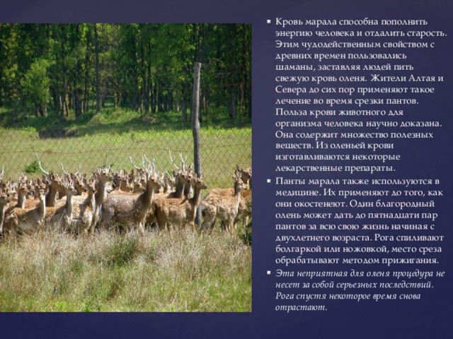 Кровь марала способна пополнить энергию человека и отдалить старость. Этим чудодейственным свойством с древних времен пользовались шаманы, заставляя людей пить свежую кровь оленя. Жители Алтая и Севера до сих пор применяют такое лечение во время срезки пантов. Польза крови животного для организма человека научно доказана. Она содержит множество полезных веществ. Из оленьей крови изготавливаются некоторые лекарственные препараты. Панты марала также используются в медицине. Их применяют до того, как они окостенеют. Один благородный олень может дать до пятнадцати пар пантов за всю свою жизнь начиная с двухлетнего возраста. Рога спиливают болгаркой или ножовкой, место среза обрабатывают методом прижигания. Эта неприятная для оленя процедура не несет за собой серьезных последствий. Рога спустя некоторое время снова отрастают. 
