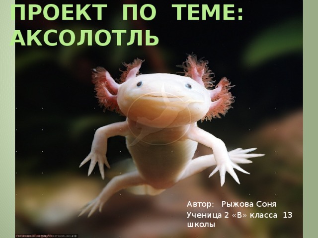 Проект по теме: Аксолотль Автор: Рыжова Соня Ученица 2 «В» класса 13 школы  