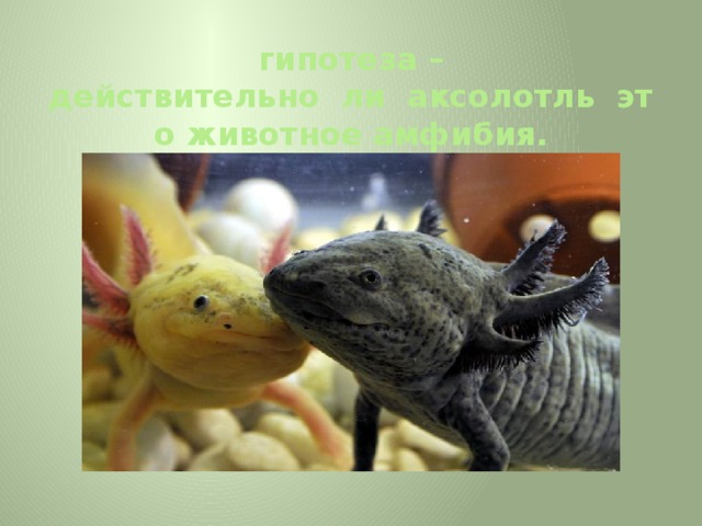   гипотеза – действительно  ли  аксолотль  это животное амфибия.   