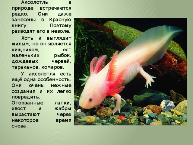 Аксолотль в природе встречается редко. Они даже занесены в Красную книгу. Поэтому разводят его в неволе. Хоть и выглядит милым, но он является хищником, ест маленьких рыбок, дождевых червей, тараканов, комаров. У аксолотля есть ещё одна особенность. Они очень нежные создания и их легко повредить. Оторванные лапки, хвост и жабры вырастают через некоторое время снова. 