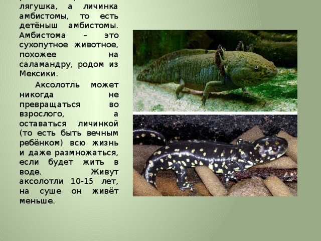  Заключение. Аксолотль – это не рыбка, не черепаха, не лягушка, а личинка амбистомы, то есть детёныш амбистомы. Амбистома – это сухопутное животное, похожее на саламандру, родом из Мексики. Аксолотль может никогда не превращаться во взрослого, а оставаться личинкой (то есть быть вечным ребёнком) всю жизнь и даже размножаться, если будет жить в воде. Живут аксолотли 10-15 лет, на суше он живёт меньше. 