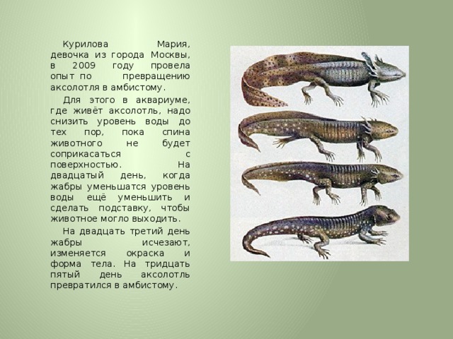 Курилова Мария, девочка  из  города Москвы, в 2009 году провела опыт  по превращению аксолотля в амбистому. Для этого в аквариуме, где живёт аксолотль, надо снизить уровень воды до тех пор, пока спина животного не будет соприкасаться с поверхностью. На двадцатый день, когда жабры уменьшатся уровень воды ещё уменьшить и сделать подставку, чтобы животное могло выходить. На двадцать третий день жабры исчезают, изменяется окраска и форма тела. На тридцать пятый день аксолотль превратился в амбистому. 