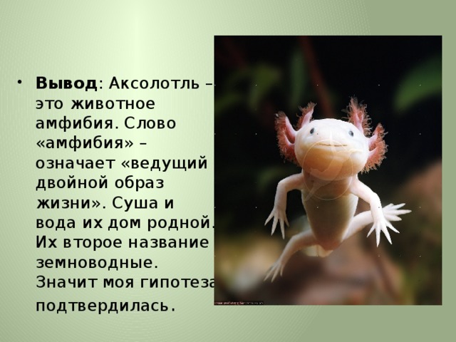 Вывод : Аксолотль – это животное амфибия. Слово «амфибия» – означает «ведущий двойной образ жизни». Суша и вода их дом родной. Их второе название земноводные. Значит моя гипотеза подтвердилась . 