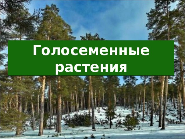 Голосеменные растения 