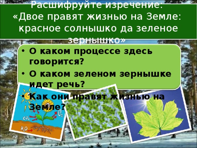 Расшифруйте изречение:  «Двое правят жизнью на Земле:  красное солнышко да зеленое зернышко»  О каком процессе здесь говорится? О каком зеленом зернышке идет речь? Как они правят жизнью на Земле? 