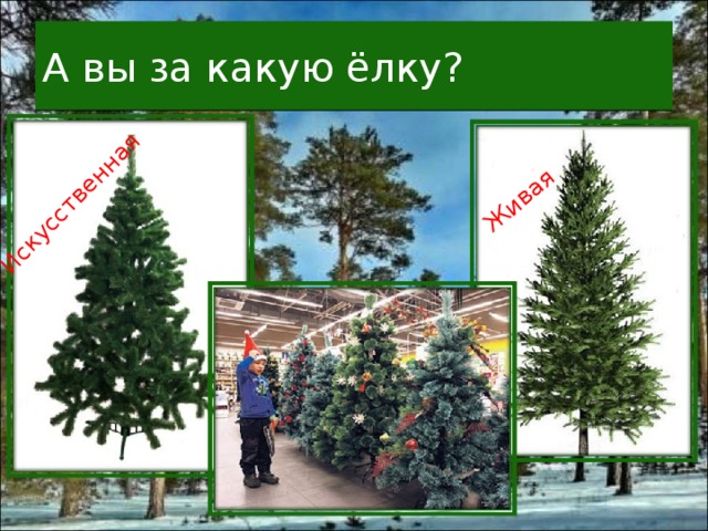 Искусственная Живая А вы за какую ёлку? 