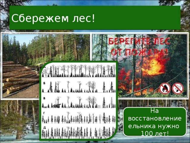 Сбережем лес! На восстановление ельника нужно 100 лет! 