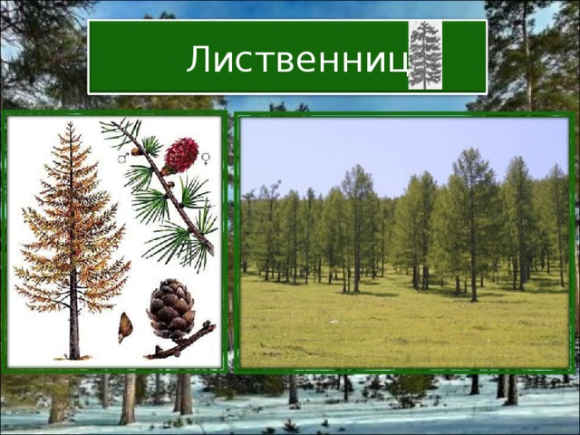  Лиственница 