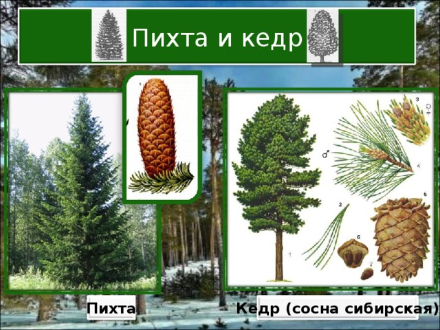 Пихта и кедр Пихта Кедр (сосна сибирская) 