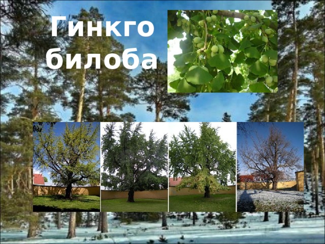 Гинкго билоба 