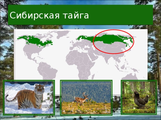 Сибирская тайга 