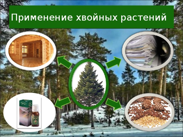 Применение хвойных растений 