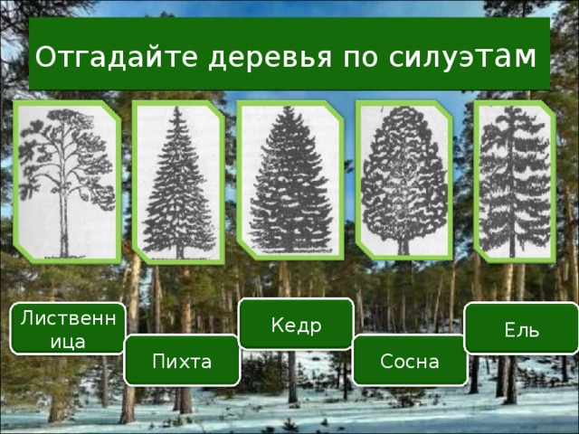 Отгадайте деревья по силуэ там Кедр Лиственница Ель Пихта Сосна 