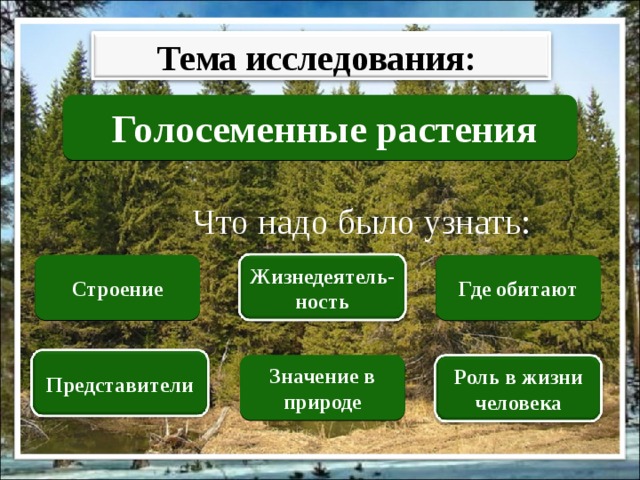 Тема исследования: Голосеменные растения Что надо было узнать: Строение Где обитают Жизнедеятель-ность Представители Значение в природе Роль в жизни человека 