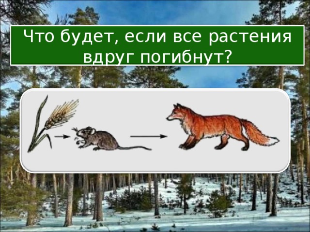 Что будет, если все растения вдруг погибнут? 