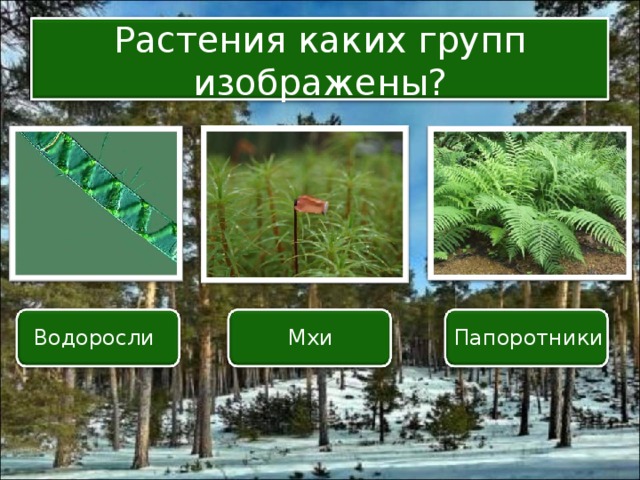 Растения каких групп изображены? Водоросли Мхи Папоротники 