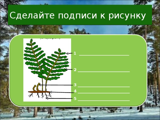 Сделайте подписи к рисунку 1 _________________________ 2 __________________________ 3 __________________________ 4 __________________________ 5 __________________________ 