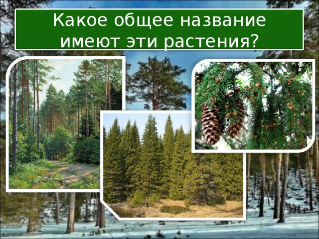 Какое общее название имеют эти растения? 
