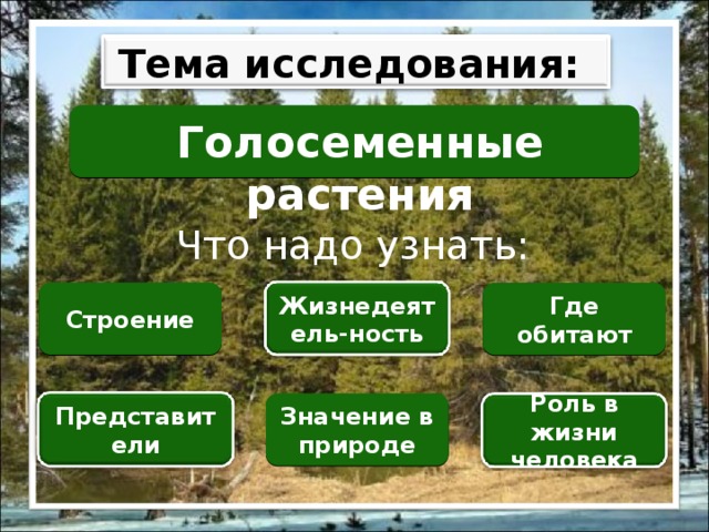 Тема исследования: Голосеменные растения Что надо узнать: Строение Где обитают Жизнедеятель-ность Значение в природе Представители Роль в жизни человека 