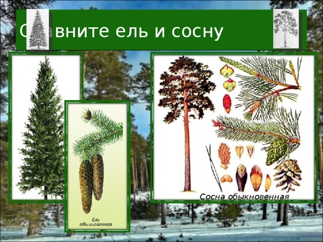 Сравните ель и сосну Сосна обыкновенная 