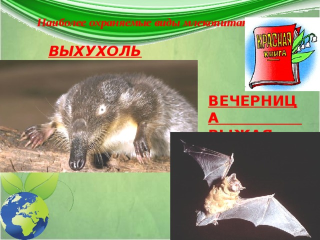 Наиболее охраняемые виды млекопитающих :   ВЫХУХОЛЬ ВЕЧЕРНИЦА РЫЖАЯ 
