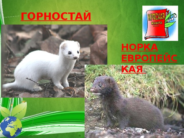 ГОРНОСТАЙ НОРКА ЕВРОПЕЙСКАЯ 