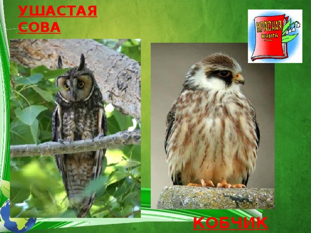 УШАСТАЯ СОВА КОБЧИК  