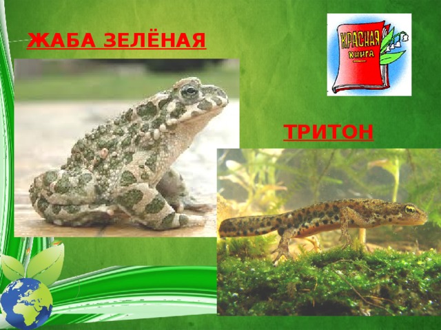 ЖАБА ЗЕЛЁНАЯ ТРИТОН ТРИТОН  
