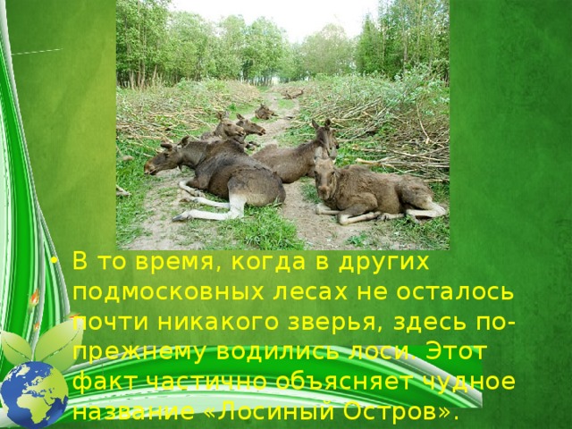 В то время, когда в других подмосковных лесах не осталось почти никакого зверья, здесь по-прежнему водились лоси. Этот факт частично объясняет чудное название «Лосиный Остров». 