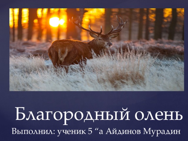 Благородный олень Выполнил: ученик 5 “а Айдинов Мурадин  