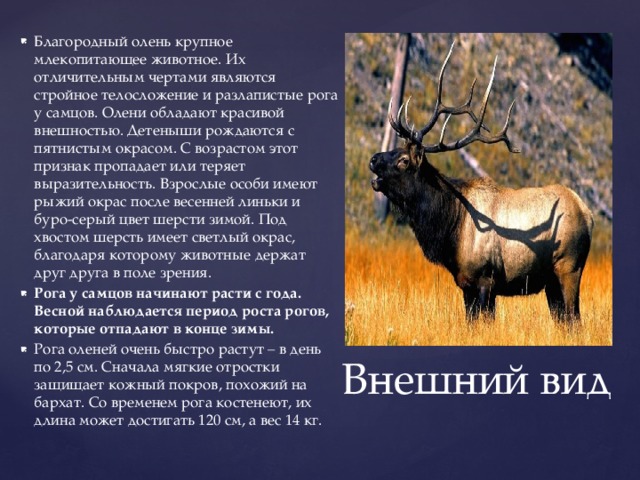 Благородный олень крупное млекопитающее животное. Их отличительным чертами являются стройное телосложение и разлапистые рога у самцов. Олени обладают красивой внешностью. Детеныши рождаются с пятнистым окрасом. С возрастом этот признак пропадает или теряет выразительность. Взрослые особи имеют рыжий окрас после весенней линьки и буро-серый цвет шерсти зимой. Под хвостом шерсть имеет светлый окрас, благодаря которому животные держат друг друга в поле зрения. Рога у самцов начинают расти с года. Весной наблюдается период роста рогов, которые отпадают в конце зимы. Рога оленей очень быстро растут – в день по 2,5 см. Сначала мягкие отростки защищает кожный покров, похожий на бархат. Со временем рога костенеют, их длина может достигать 120 см, а вес 14 кг. Внешний вид 