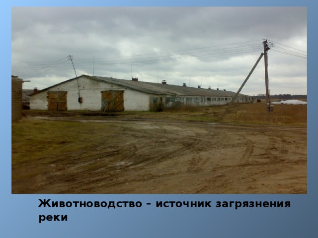   Животноводство – источник загрязнения реки 