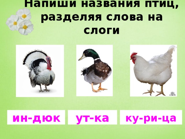 Напиши названия птиц, разделяя слова на слоги ин-дюк ут-ка ку-ри-ца 