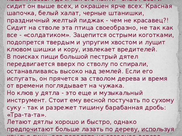 Большой пёстрый дятел - самый главный доктор наших лесов. Где и как его найти - знают все: и сидит он выше всех, и окрашен ярче всех. Красная шапочка, белый халат, черные штанишки, праздничный желтый пиджак - чем не красавец?! Сидит на стволе эта птица своеобразно, не так как все - «солдатиком». Зацепится острыми коготками, подопрется твердым и упругим хвостом и лущит клювом шишки и кору, извлекает вредителей. В поисках пищи большой пестрый дятел передвигается вверх по стволу по спирали, останавливаясь высоко над землей. Если его испугать, он прячется за стволом дерева и время от времени поглядывает на чужака. Но клюв у дятла - это еще и музыкальный инструмент. Стоит ему весной постучать по сухому суку - так и разрежет тишину барабанная дробь: «Тра-та-та». Летают дятлы хорошо и быстро, однако предпочитают больше лазать по дереву, используя крылья лишь для перелета на соседнее дерево. 