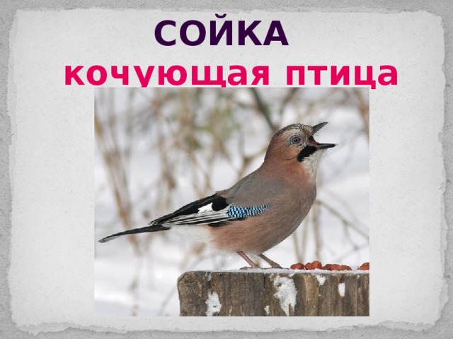 сойка кочующая птица 