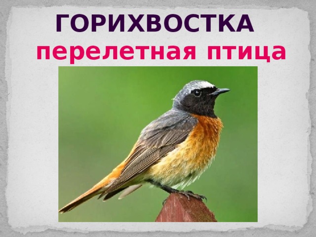 горихвостка перелетная птица 