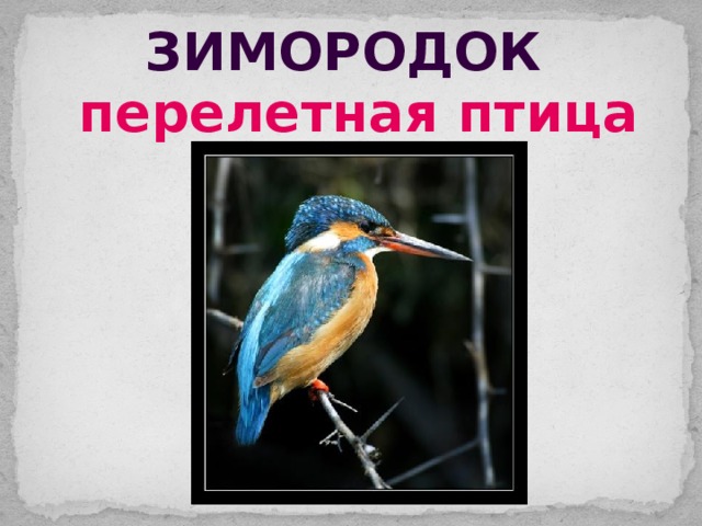 зимородок перелетная птица 
