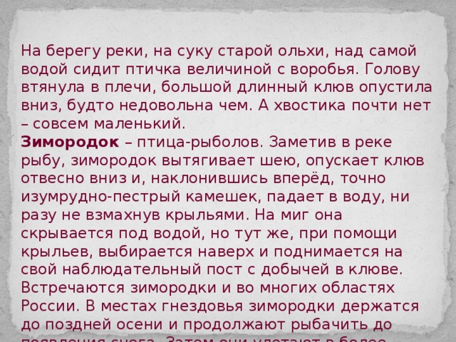 На берегу реки, на суку старой ольхи, над самой водой сидит птичка величиной с воробья. Голову втянула в плечи, большой длинный клюв опустила вниз, будто недовольна чем. А хвостика почти нет – совсем маленький. Зимородок – птица-рыболов. Заметив в реке рыбу, зимородок вытягивает шею, опускает клюв отвесно вниз и, наклонившись вперёд, точно изумрудно-пестрый камешек, падает в воду, ни разу не взмахнув крыльями. На миг она скрывается под водой, но тут же, при помощи крыльев, выбирается наверх и поднимается на свой наблюдательный пост с добычей в клюве. Встречаются зимородки и во многих областях России. В местах гнездовья зимородки держатся до поздней осени и продолжают рыбачить до появления снега. Затем они улетают в более южные районы. 