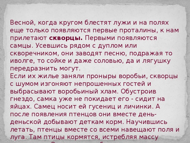 Весной, когда кругом блестят лужи и на полях еще только появляются первые проталины, к нам прилетают скворцы. Первыми появляются самцы. Усевшись рядом с дуплом или скворечником, они заводят песню, подражая то иволге, то сойке и даже соловью, да и лягушку передразнить могут. Если их жилье заняли проныры воробьи, скворцы с шумом изгоняют непрошенных гостей и выбрасывают воробьиный хлам. Обустроив гнездо, самка уже не покидает его - сидит на яйцах. Самец носит ей гусениц и личинки. А после появления птенцов они вместе день-деньской добывают деткам корм. Научившись летать, птенцы вместе со всеми навещают поля и луга. Там птицы кормятся, истребляя массу насекомых. Осенью они собираются в огромные, как тучи, стаи и летают по полям, нагуливая жирок. С первыми морозами скворцы улетают на юг. 
