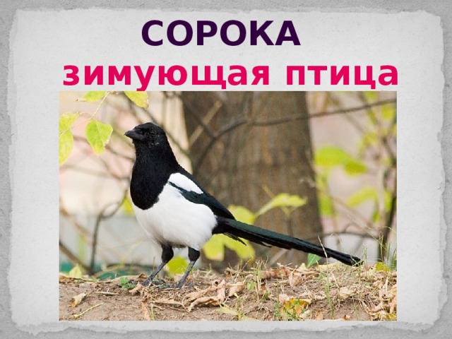 сорока зимующая птица 