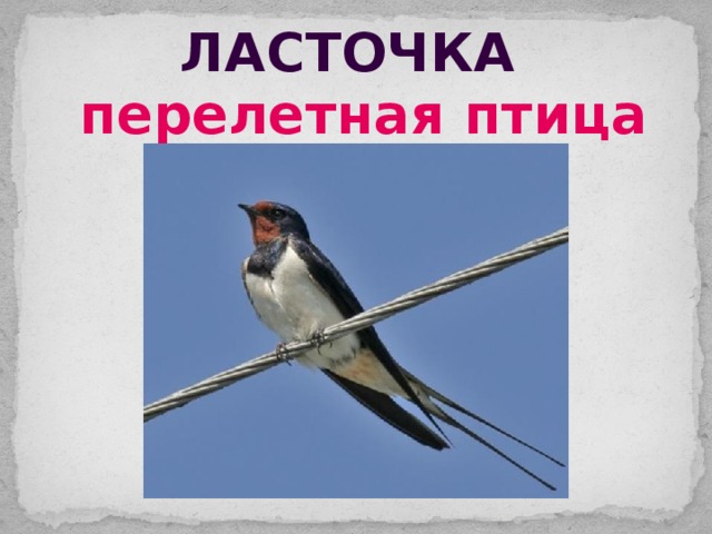ласточка перелетная птица 