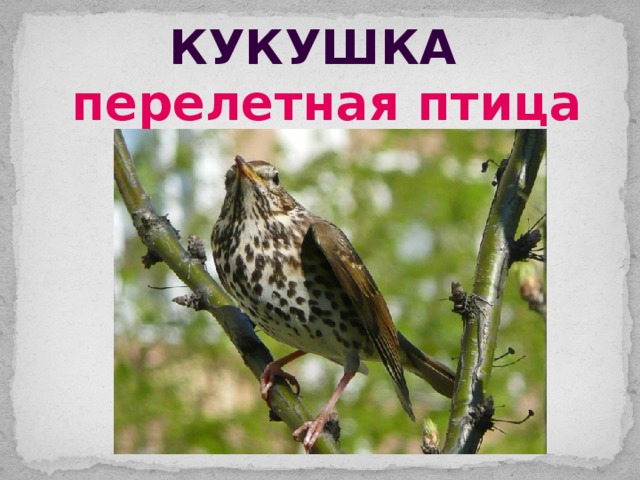 кукушка перелетная птица 