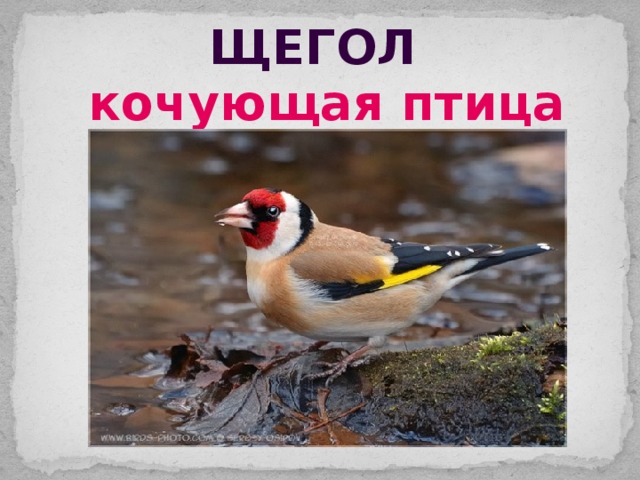 щегол кочующая птица 